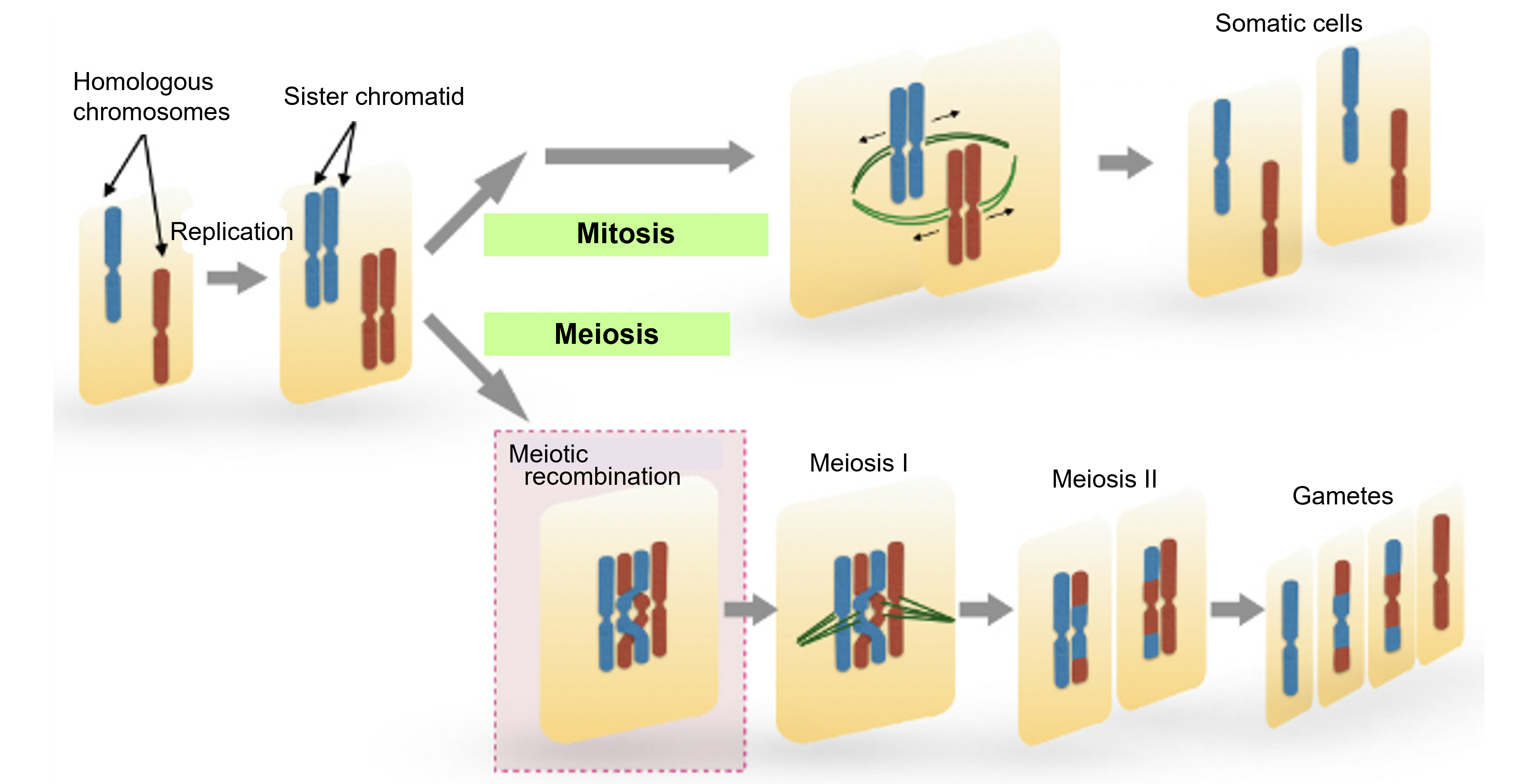 what is difference between mitosis and meiosis